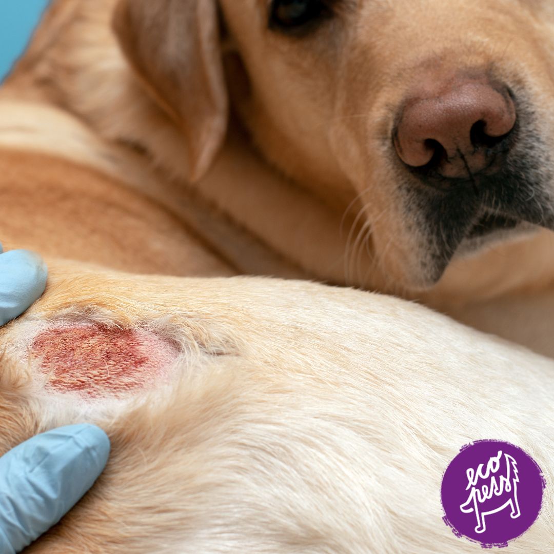 psy s alergiemi, ledvinovou dietou a slinivkovou dietou